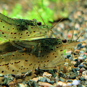 Caridina multidentata 3