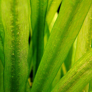 Echinodorus grisebachii amazonicus 1