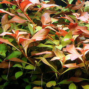 Ludwigia repens 1