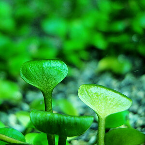 Marsilea crenata 1