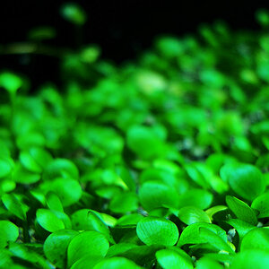 Marsilea crenata 2