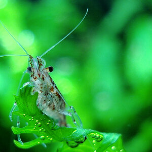 Neocaridina heteropoda var. red 1