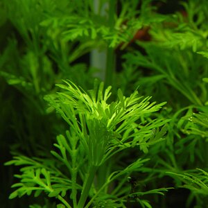 Limnophila sessiliflora