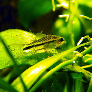 Corydoras pygmaeus