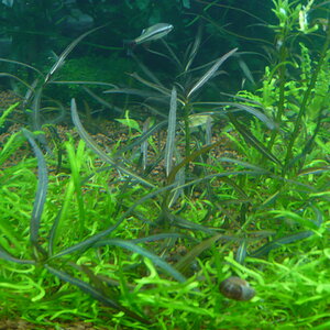 Hygrophila sp. 'Araguaia'