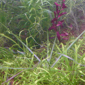 Eriocaulon aquaticum