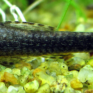 Otocinclus sp. 'Negros'