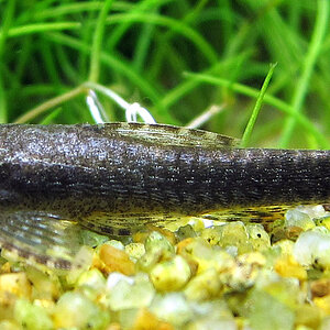 Otocinclus sp. 'Negros'