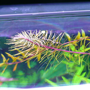 Rotala sp. 'Viet Nam'