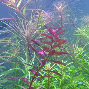 Rotala macranda 'Butterfly' 001