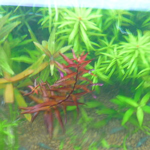 Rotala macranda 'Butterfly' 004