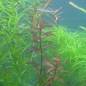 Rotala macranda 'Butterfly'