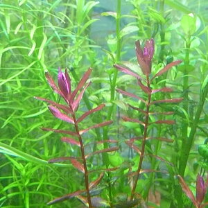 Rotala macranda 'Butterfly'