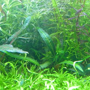 Cryptocoryne affinis