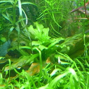 Ludwigia pilosa