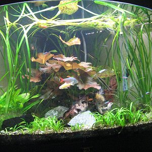 bigmfls Aquarium 1