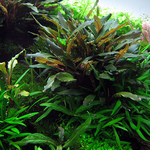 Bucephalandra sp. "Sintang Broad" & Bucephalandra motleyana