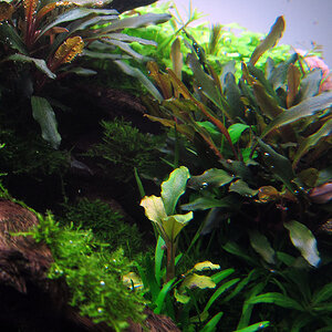 Bucephalandra sp. "Sintang Broad" & Bucephalandra motleyana