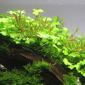 Rotala mexicana "Goiás" & Limnophila sp. "Vietnam"