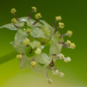 Hydrocotyle sp japan-13