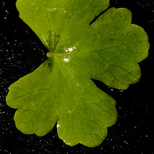 Hydrocotyle sp japan-26