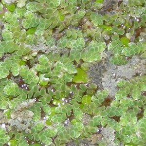 800px Azolla caroliniana 001