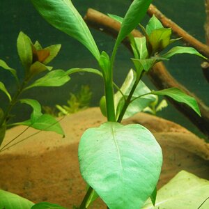 1200Alternanthera aquatica 006