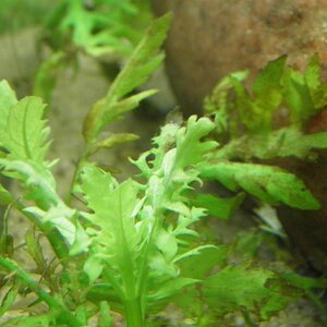 1200Hygrophila difformis 005