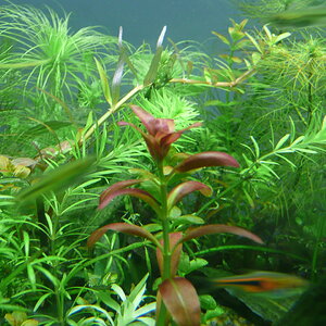 Rotala sp. 'Sunset'