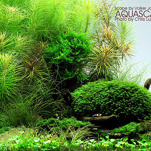 Aquascape 2