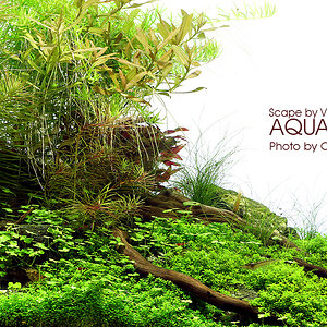 Aquascape Test Dennerle