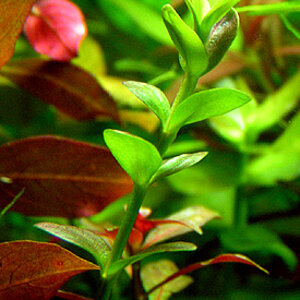 Lindernia Grandiflora