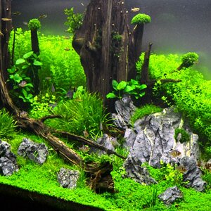 Sunken Forest 4