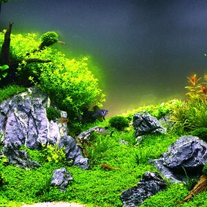 Sunken Forest 6