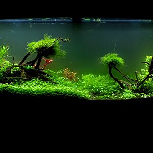 Fishtank growing up 1