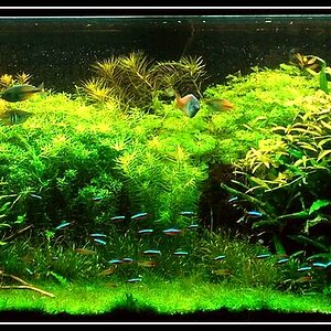 myaquarium