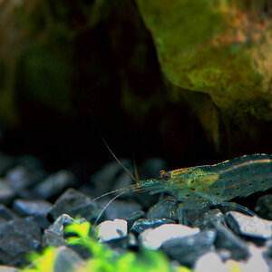 Caridina japonica