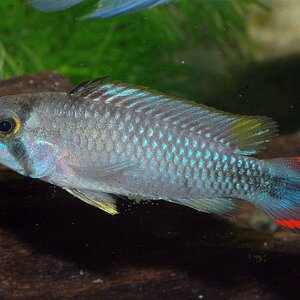 Apistogramma-panduro