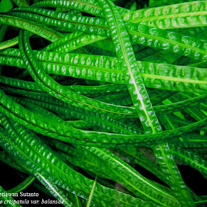 Cryptocoryne Crispatula Balansae