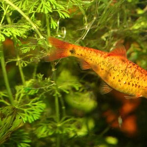 Img 1286-brokatbarbe-limnophila+fusselalge