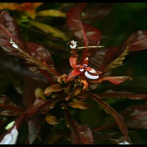 Ludwigia Glandulosa