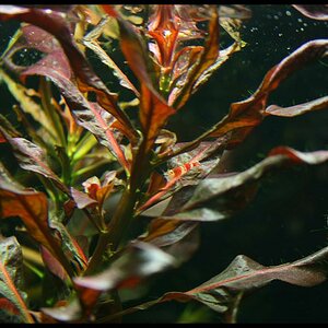 Ludwigia Glandulosa2