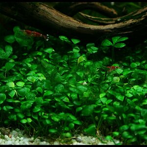 Marsilea