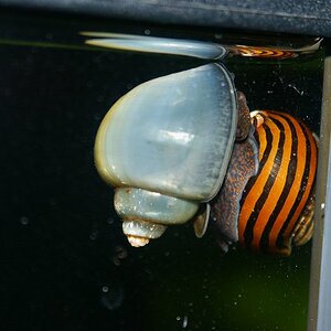 Blaue Apfelschnecke "überholt" Tiger(renn)schnecke