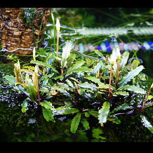 Bucephalandra motleyana