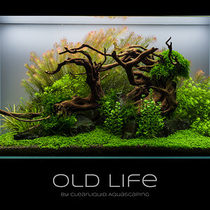 Old Life 2 Monate alt