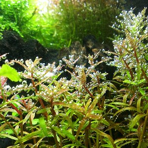 Rotala 1 Assimilation