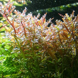 Rotala 2 Assimilation