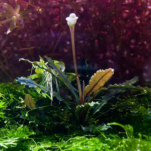 Bucephalandra cf. motleyana - Melawi