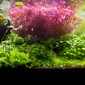 Rotala Macandra Mini Type IV